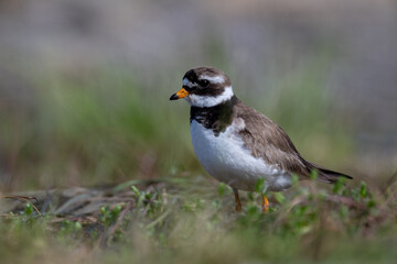 A common ringed plover searches for food in northern Sandinavia
