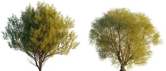 Salix fragilis (crack willow and brittle willow) frontal set of large trees isolated png on a transparent background premium cutout  © Roman
