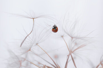 A vibrant red ladybird stands out on a fluffy white dandelion, showcasing nature's stunning color contrasts.