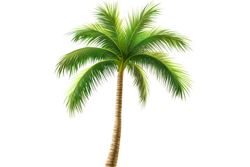 palm tree isolated on white