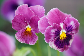 Raspberry Red Pansy Flowers, One has Dark Purple Halo. Viola x wittrockiana