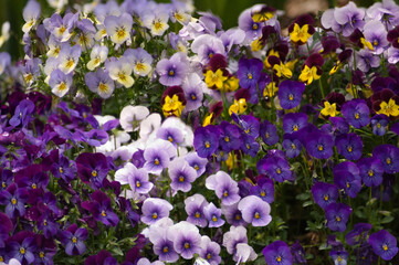 Patch of multicolored viola cornuta pansy flowers. Sorbet series