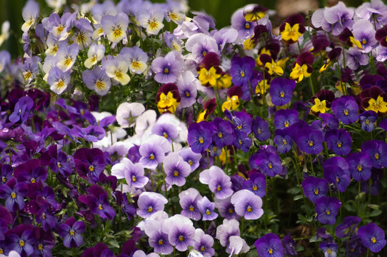 Patch of multicolored viola cornuta pansy flowers. Sorbet series