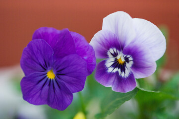 Pansy Flower Duet. Purple viola cornuta and Viola Penny Marina. Viola x wittrockiana