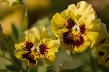 Pansy Envy Flower Duo Close-up. Viola x wittrockiana