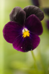 Sorbet Black Delight Viola Pansy Flower. Viola x Wittrockiana