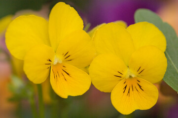 Pansy Sorbet 'Yellow Delight'. Viola x wittrockiana