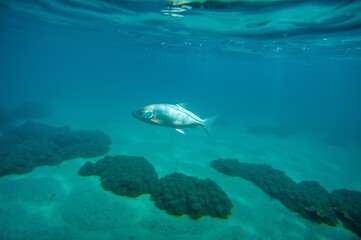 Fototapeta premium Graceful Fish Swimming Above Coral Reef in Clear Tropical Waters