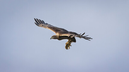 A Golden Eagle with its squirrel catch of the day