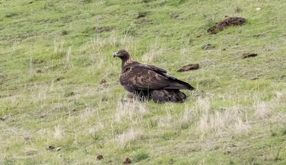 Golden Eagle resting on a green hillside