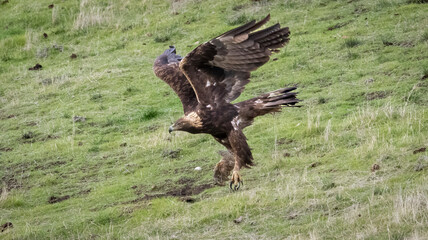 A Golden Eagle with its squirrel catch of the day