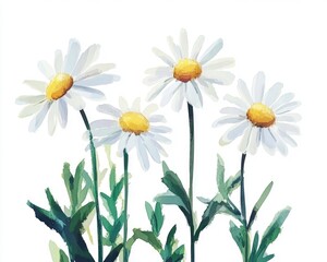 Vibrant Daisies Isolated on Crisp White Canvas, Capturing the Essence of Spring and Summer Blooms