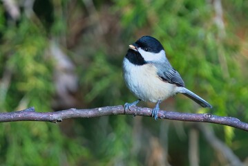 Obraz premium Black-capped chickadee on a branch