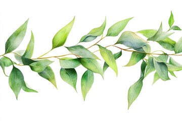 Obraz premium Elegant Watercolor Eucalyptus Leaves Banner Design on White Background for Invitations and Decor