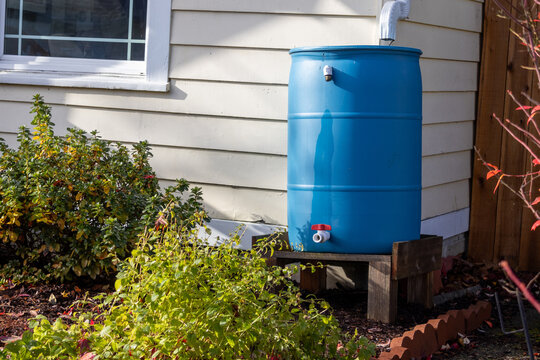 Rain barrel on gutter for garden