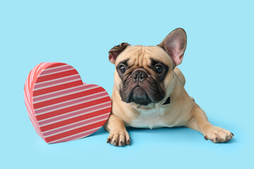 Cute French bulldog with gift box on blue background. Valentine's Day celebration