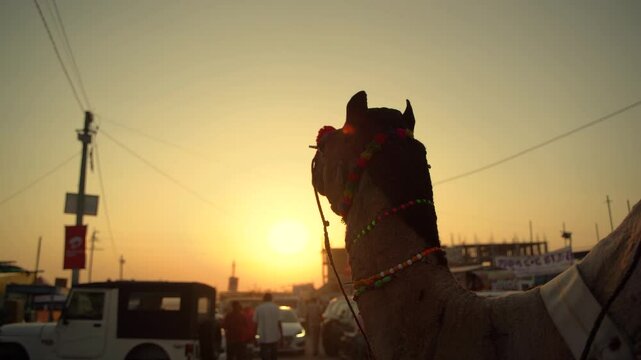 Camel at Sunset During the Pushkar Camel Fair in Rajasthan, India