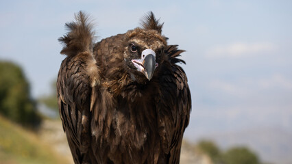 Fototapeta premium mountain eagle, wild bird on the background of mountains,