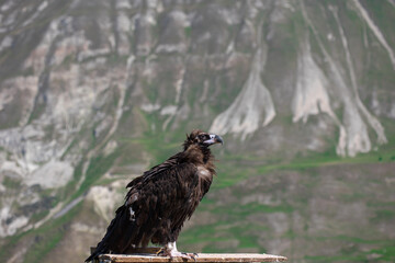 mountain eagle, wild bird on the background of mountains,