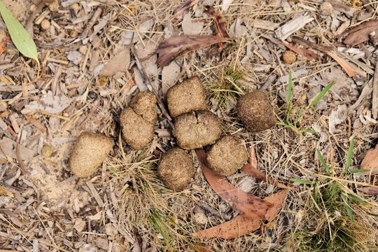 Scat (poop) of Southern Hairy-nosed Wombat (Lasiorhinus latifrons), South Australia