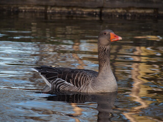 A greylag goose (anser anser) swimming on the pond in the Rheinaue park in Bonn, Germany on a sunny day in December