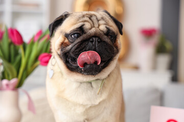 Cute pug dog at home. International Women's Day celebration