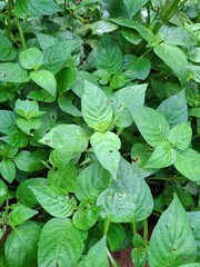 background of leaves in nature