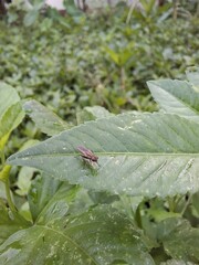 bug on a leaf in the morning