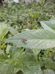 red ant on leaf