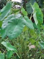 cabbage in the garden