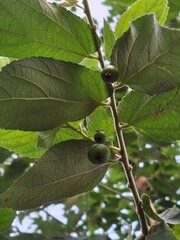 figs on a tree