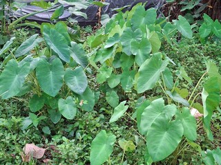 vegetable garden in the garden