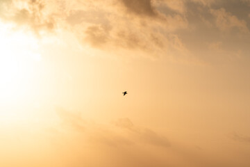 Seagull bird flying against a golden sunset sky with soft clouds