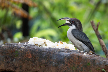 The Sri Lanka Grey Hornbill that eats human food
