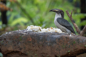 The Sri Lanka Grey Hornbill that eats human food
