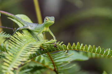 A lizard perched on a green leaf