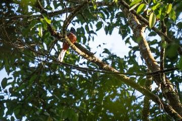  Malabar trogon  sitting on tree branch