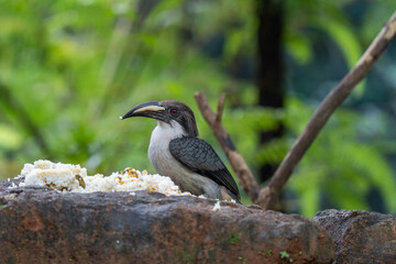 The Sri Lanka Grey Hornbill that eats human food