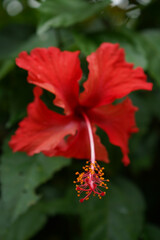 Red Flower