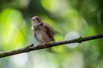 Brown-breasted flycatcheron a branch