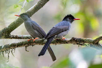 A Pair of  black bulbul in  Sinharaja Rainforest