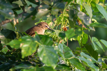 White-browed bulbul sitting on branch