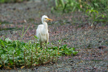 white heron walking on the ground