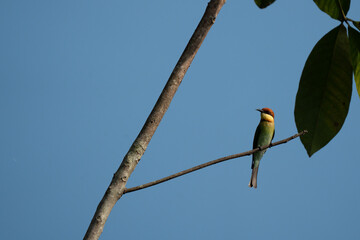  Chestnut-headed bee-eater A bird is sitting on a branch of a tree