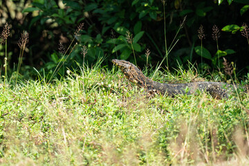 Varanus salvator rested on the ground in the park at srilanka