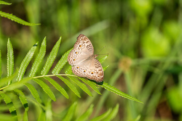 Grey Pansy Butterfly on leaf with natural green background ,

