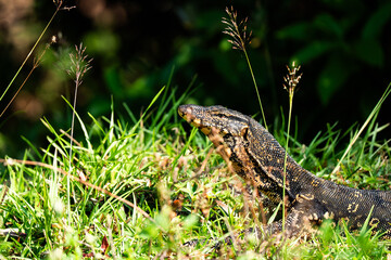 Varanus salvator rested on the ground in the park at srilanka