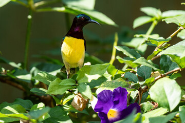 Purple-rumped Sunbird (Leptocpma zeylonica) adult male perched on branch