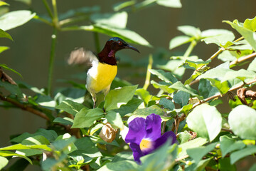 Purple-rumped Sunbird (Leptocpma zeylonica) adult male perched on branch