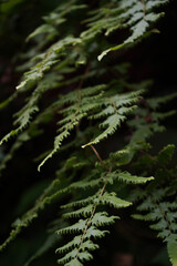 fern in the forest